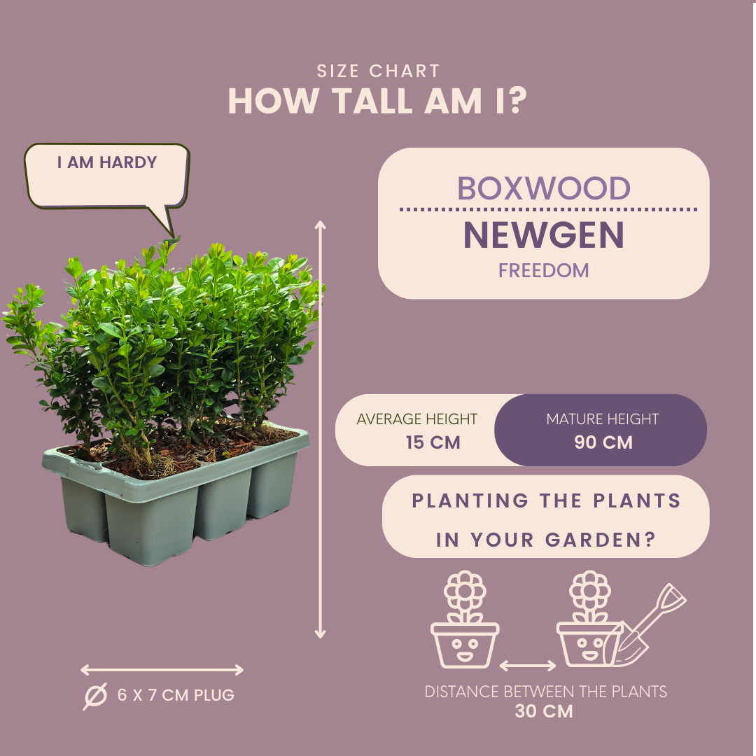 Buxus NewGen 'Freedom', 48 jonge planten in pot Ø7 cm