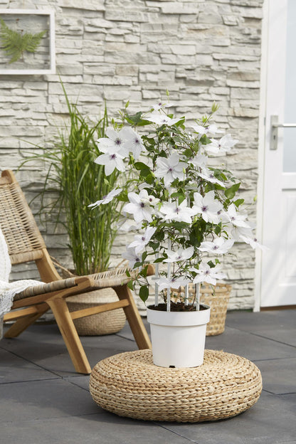 Clematis Garland® Tsukiko™ 23cm