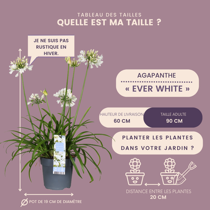 Agapanthus 'Everwhite'  19cm