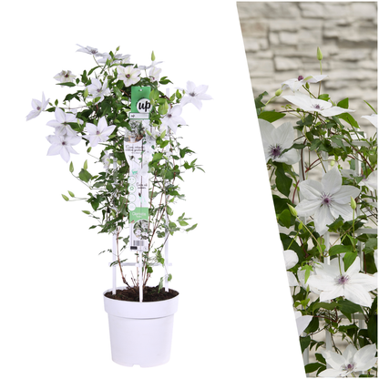 Clematis Garland® Tsukiko™ 23cm